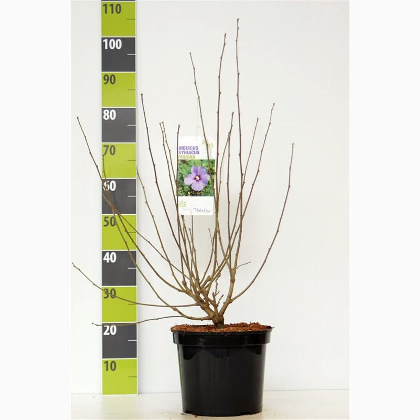 Hibiskus – Hibiscus syriacus 'Marina' - C7.5 70-80 CM